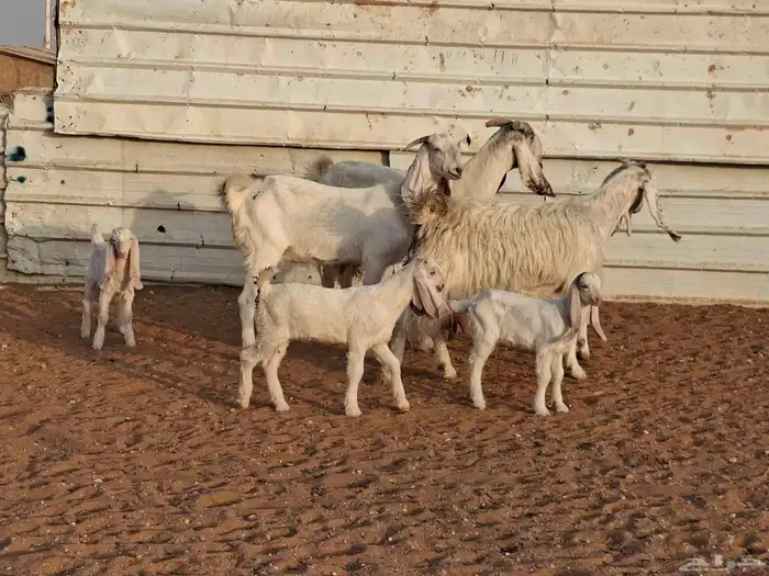 ماعز بيض 3 تحتها 3 1