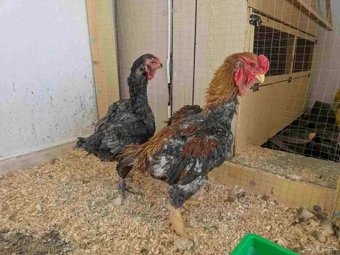 دجاج يماتو خوارج عليهم حجول 2024 3