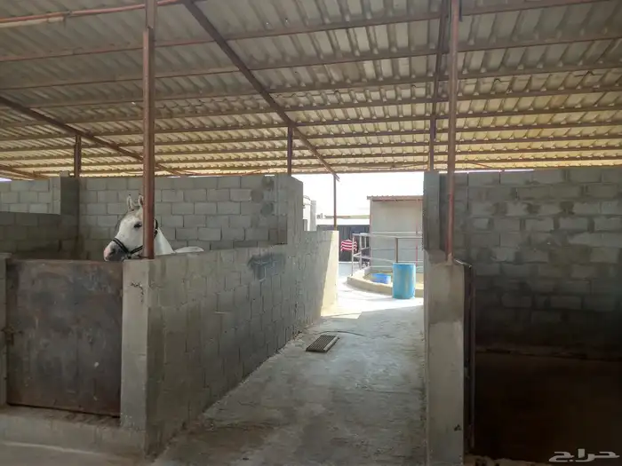 للبيع مربط   اسطبل خيل 4