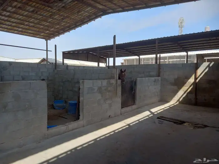 للبيع مربط   اسطبل خيل 9