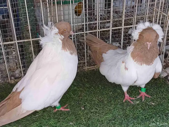 سوداني امريكي 2