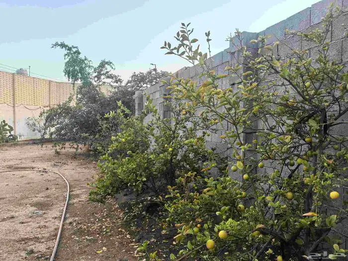 استراحه كبيره للإستثمار في حي رحاب 9