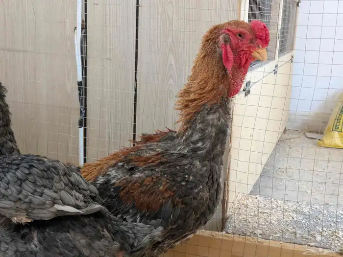 دجاج يماتو خوارج عليهم حجول 2024 9