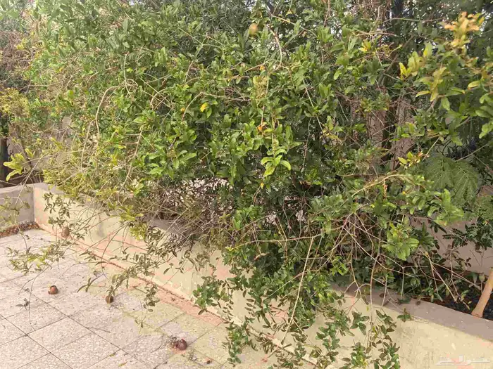 استراحه كبيره للإستثمار في حي رحاب 6