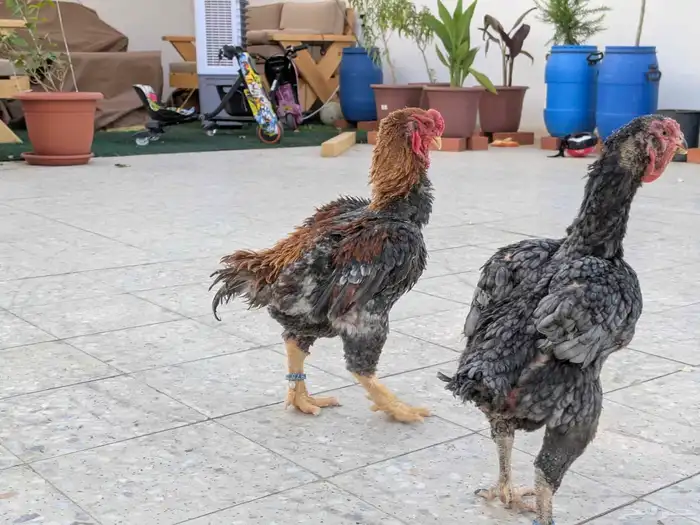 دجاج يماتو خوارج عليهم حجول 2024 7