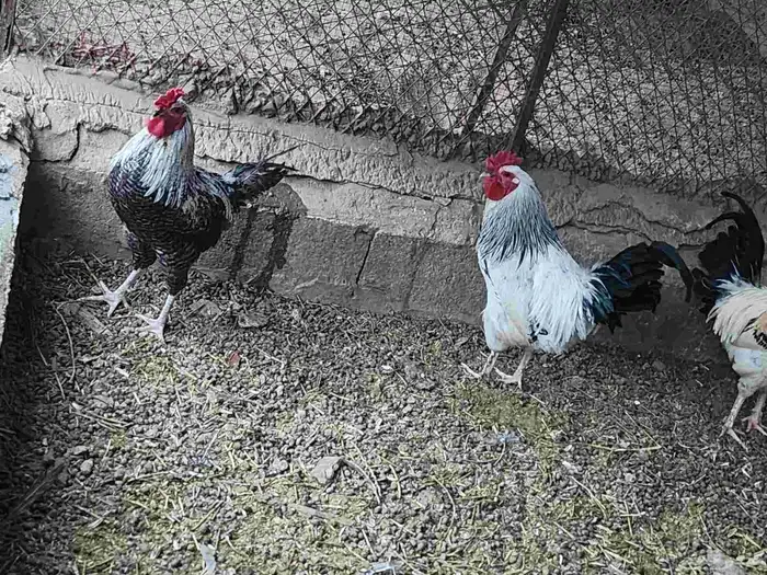 ديوك للبيع نجدي 2