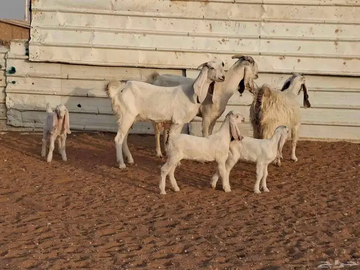 ماعز بيض 3 تحتها 3 0