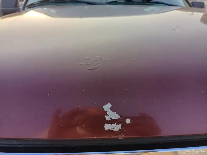 فود اكسبيدشن نظيف جدا 14