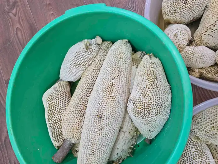 عسل سدر حر بري 14