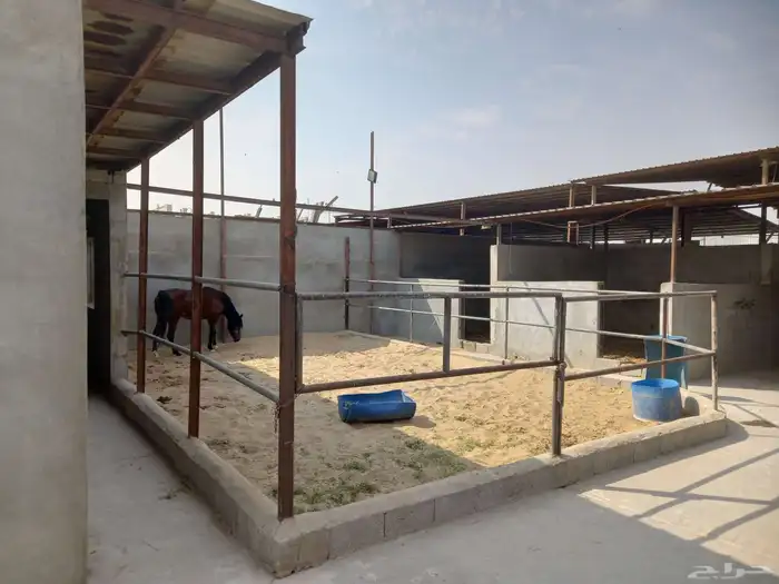 للبيع مربط   اسطبل خيل 3