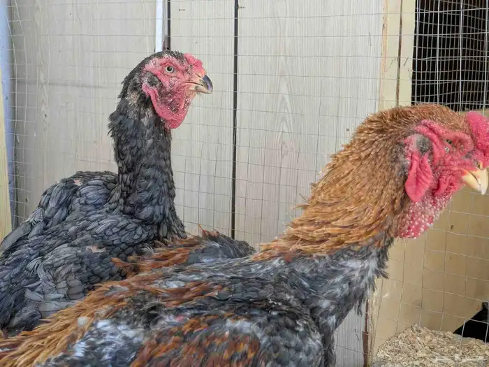 دجاج يماتو خوارج عليهم حجول 2024 5