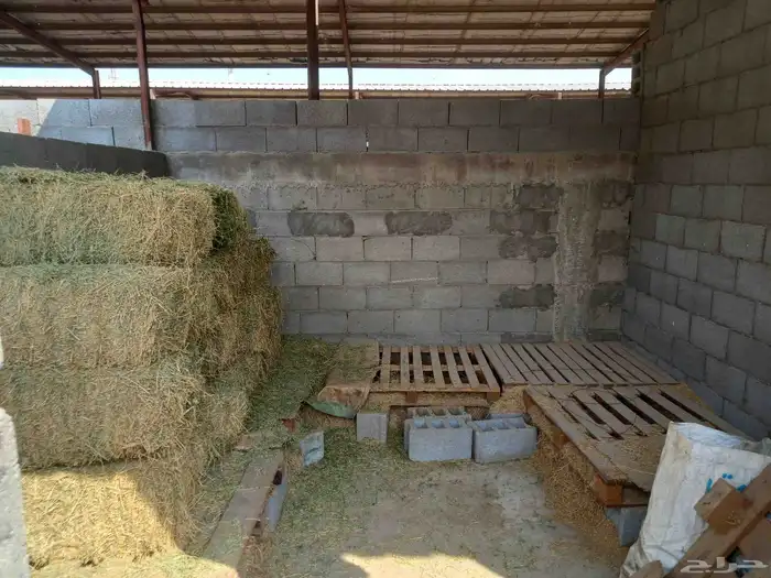 للبيع مربط   اسطبل خيل 7