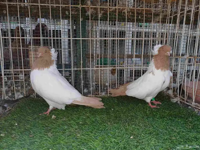 سوداني امريكي 0