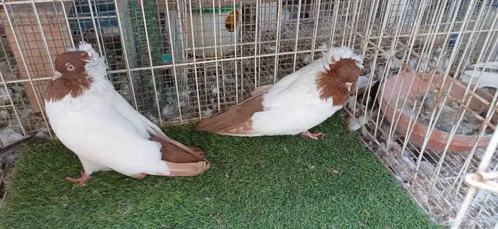 سوداني امريكي 7