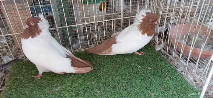 سوداني امريكي 5