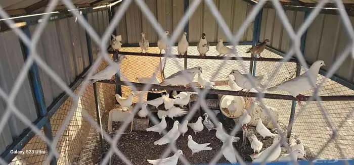 حمام فرنسي للبيع كامل علي السوم 1