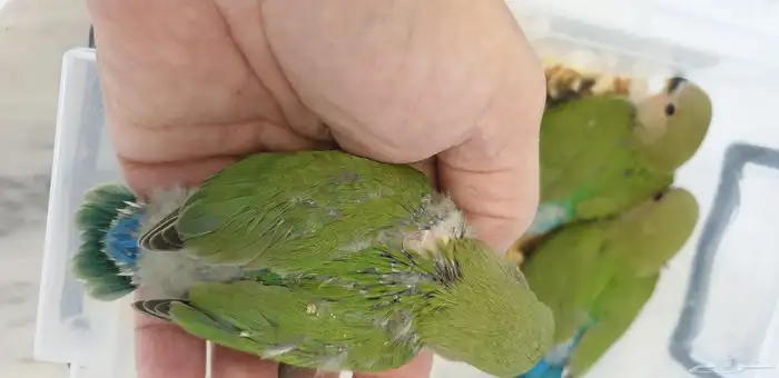 فروخ روز جرين محجله مع مرفقات 3