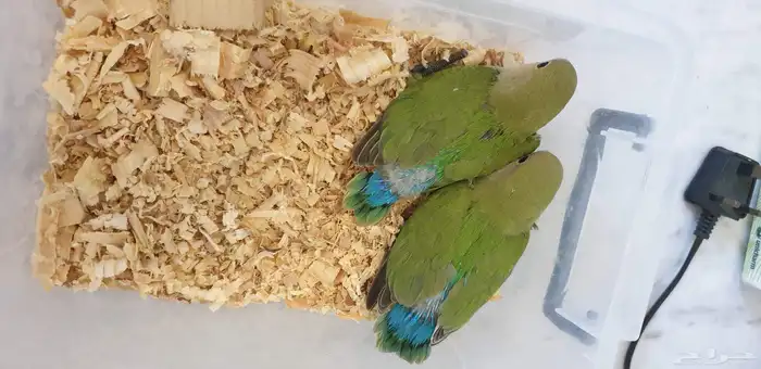 فروخ روز جرين محجله مع مرفقات 0