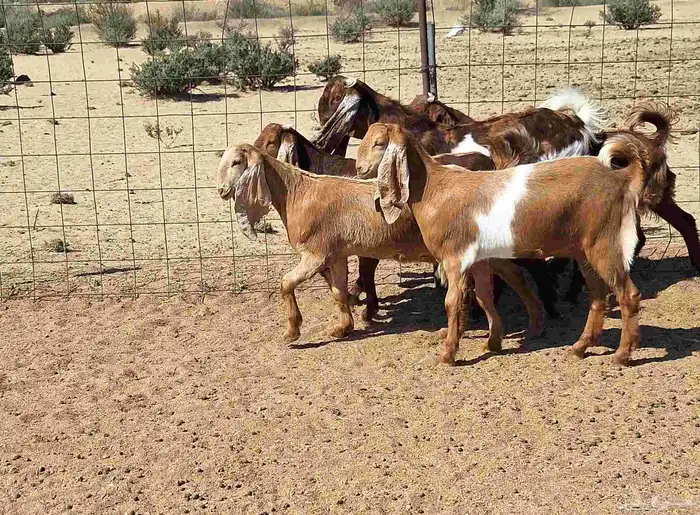 جفرات مصريات اصل درجه اولي تأسيس مراح العدد 5 با الفحل 12