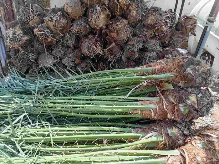 نخل للبيع جميع أنواعه 36