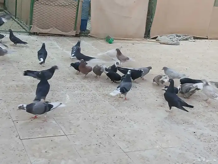 طبات قطايف للبيع 7