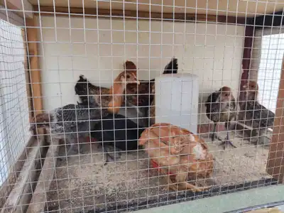 للبيع سمان فراريج دجاج بلدي وصوص سمان وحمام وشبوط index