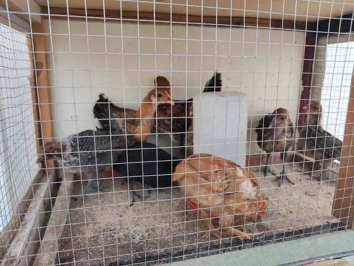 للبيع سمان فراريج دجاج بلدي وصوص سمان وحمام البيع مستعجل 3