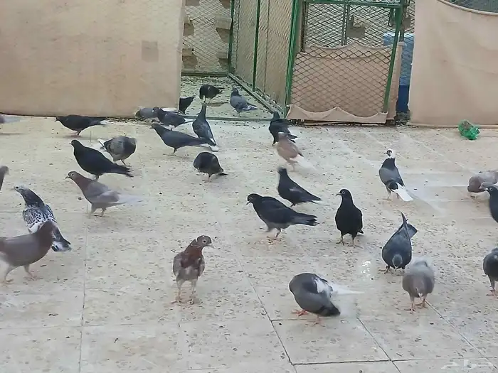 طبات قطايف للبيع 8