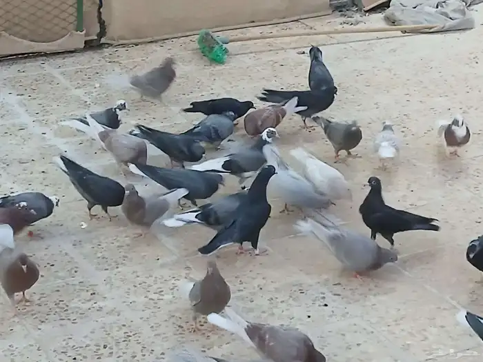 طبات قطايف للبيع 5