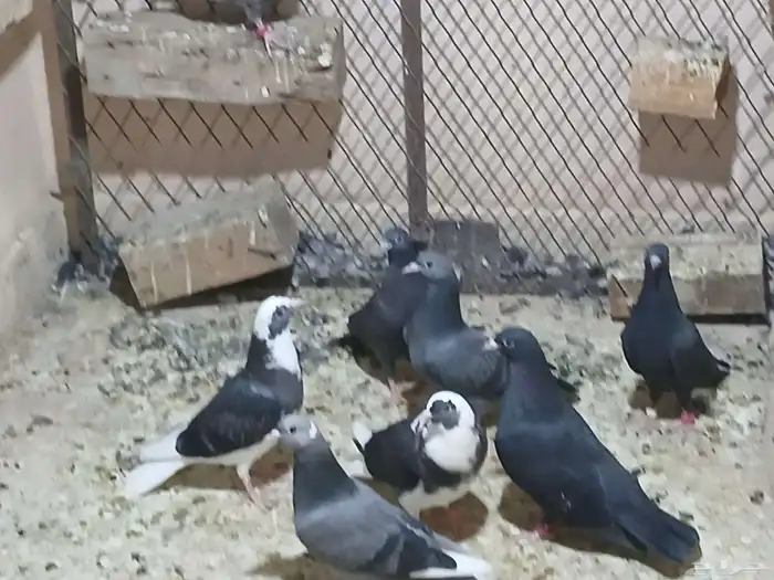 طبات قطايف للبيع 2