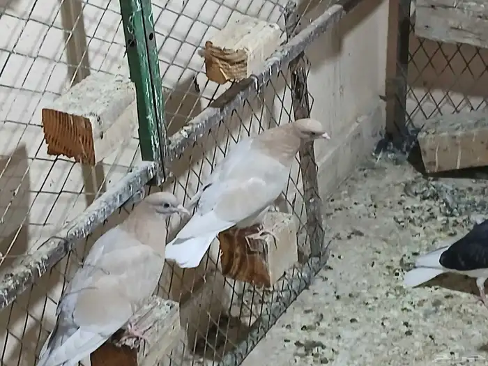 طبات قطايف للبيع 3