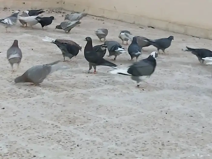 طبات قطايف للبيع 1