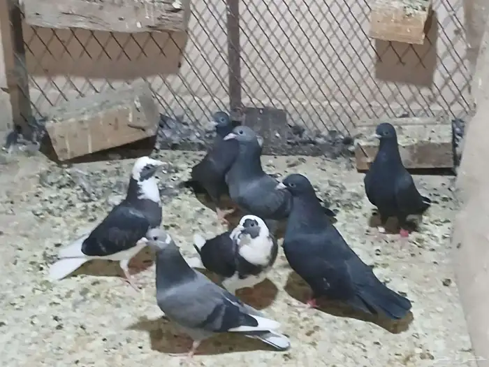 طبات قطايف للبيع 4