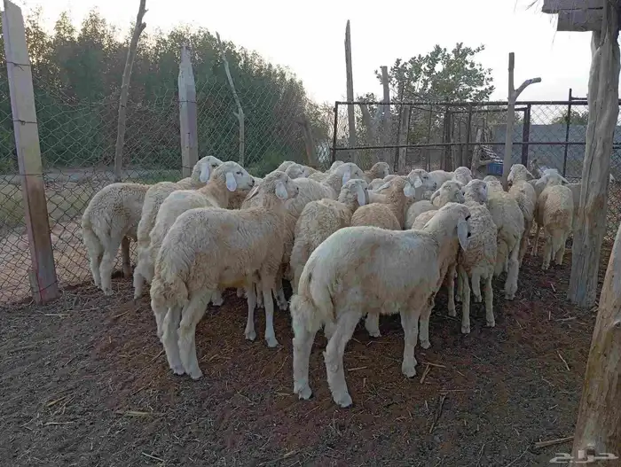 طليان العدد 30 2