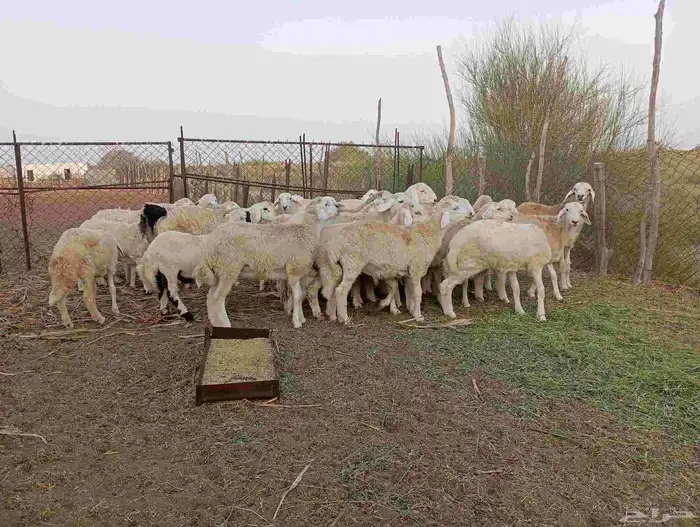 طليان العدد 30 1