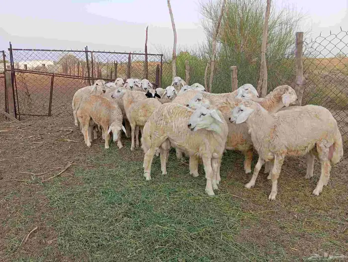 طليان العدد 30 8