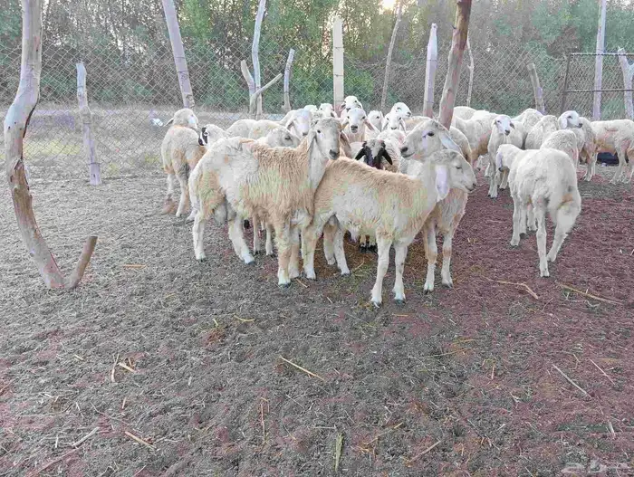 طليان العدد 30 0