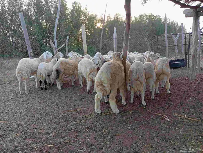 طليان العدد 30 4