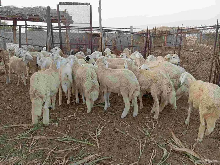 طليان العدد 30 6