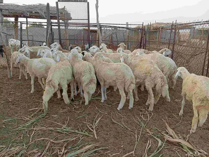 طليان العدد 30 3