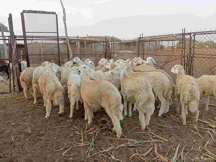 طليان العدد 30 5