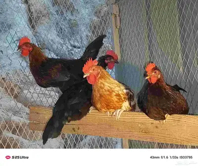 ديوك تركي وبلدي الموقع الداير index