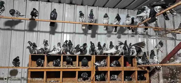 حمام هندي كالوشام طيور مميزة 6