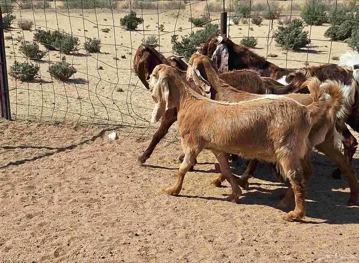 جفرات مصريات اصل درجه اولي تأسيس مراح العدد 5 با الفحل 15