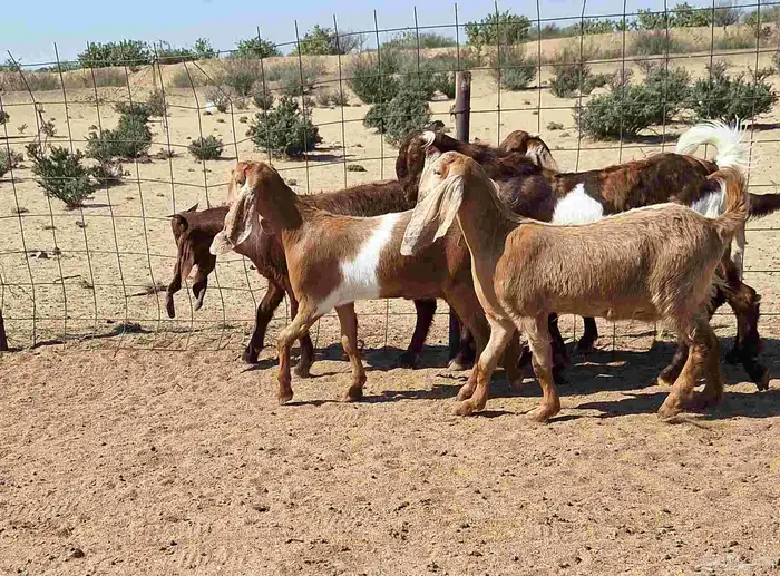 جفرات مصريات اصل درجه اولي تأسيس مراح العدد 5 با الفحل 2