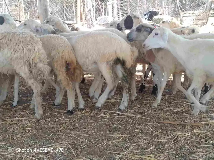 رخال مهجن حري طيبه جروم لعدد 45 من 700 جمله 1