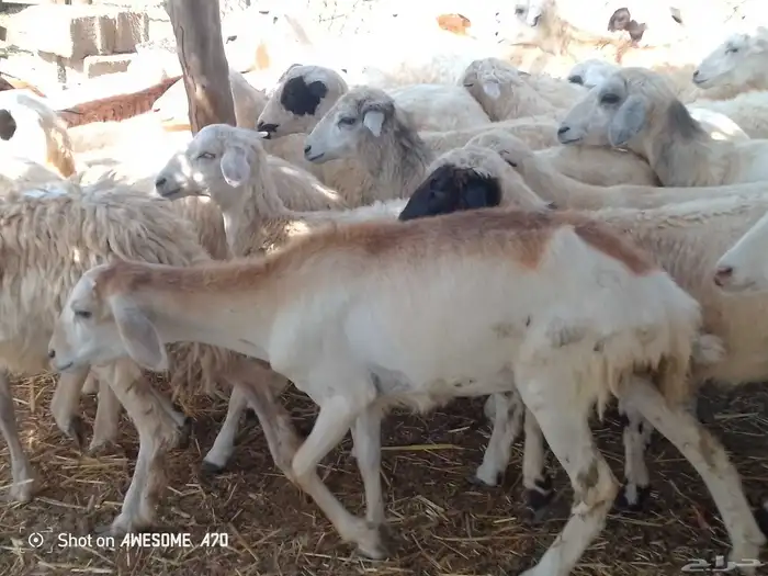 رخال مهجن حري طيبه جروم لعدد 45 من 700 جمله 2