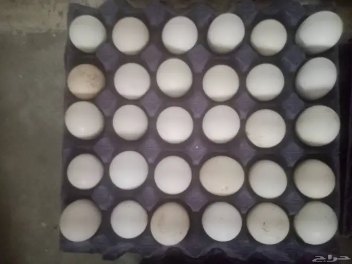 بيض دجاج بلدي مخصب 0