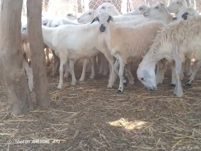 رخال مهجن حري طيبه جروم لعدد 45 من 700 جمله 0