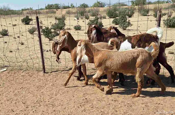 جفرات مصريات اصل درجه اولي تأسيس مراح العدد 5 با الفحل 11